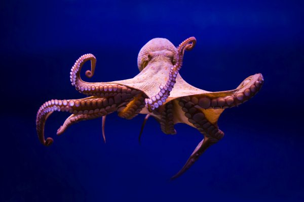 Kraken darknet sliv php