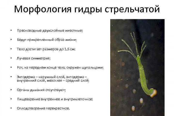 Мега кракен блэк спрут