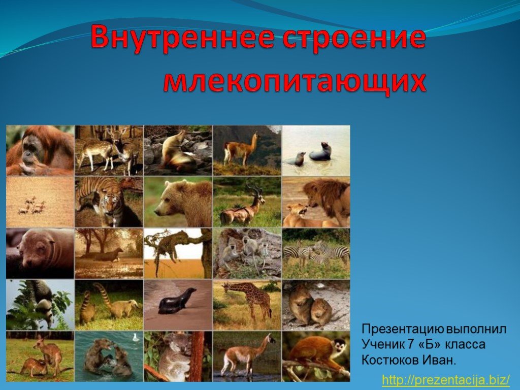 Кракен браузер ссылка