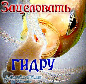 Ссылка на кракен свежая